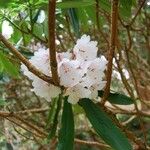 Rhododendron × geraldii Flower