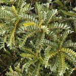 Sophora denudata Hoja