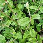 Sericocomopsis hildebrandtii Leaf