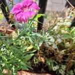 Dianthus chinensis Fleur