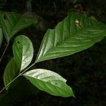 Poecilanthe hostmannii Hoja