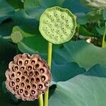 Nelumbo nucifera 果實