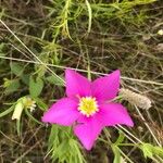 Sabatia campestris Flower