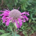 Monarda fistulosa 花