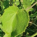 Abutilon mauritianum Ліст