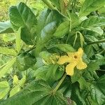 Mandevilla subsagittata Flor