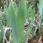 Iris pumila Leaf