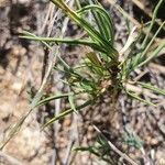 Felicia abyssinica Leaf