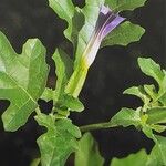 Datura quercifolia Flower