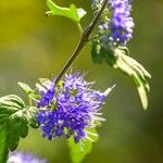 Caryopteris incana Kvet