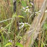 Ageratum conyzoides Květ