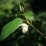 Magnolia globosa Leaf