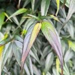 Strobilanthes anisophylla Leaf