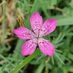 Dianthus deltoides 花