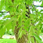 Phellodendron amurense Blatt