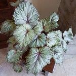 Begonia rex Листок