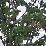 Cecropia schreberiana Hoja