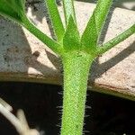 Pelargonium grandiflorum Кора
