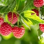 Rubus idaeus Fruit