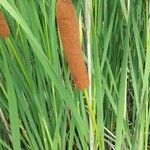 Typha angustifolia果實