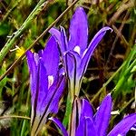 Brodiaea elegans