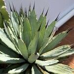 Agave macroacantha Ліст