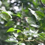 Angostura granulosa Hoja