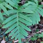 Polypodium cambricum Folha