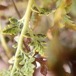 Asplenium adiantum-nigrum 葉