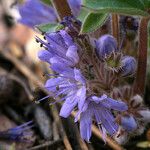 Hydrophyllum capitatum Blomst