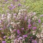 Limonium sinuatum Habit