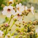 Mirabilis elegans Flower