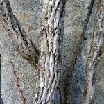 Parthenocissus tricuspidata 樹皮