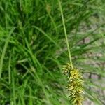 Carex muricata Květ