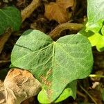 Hedera hibernica Leaf