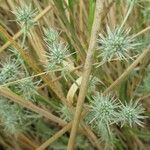 Eryngium aristulatum ᱛᱟᱦᱮᱸ