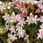 Sedum monregalense Blomma