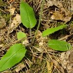 Hieracium glaucinum برگ