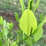 Erythroxylum coca Blad