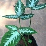 Syngonium angustatum Blatt