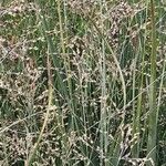 Panicum virgatum Fiore