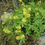 Alchemilla alpina Цветок