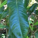 Eucryphia cordifolia Foglia