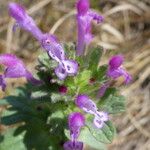 Lamium amplexicaule 花