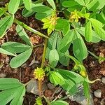 Crotalaria pycnostachya Лист