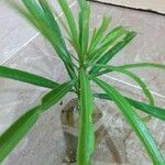 Thevetia neriifolia Hoja