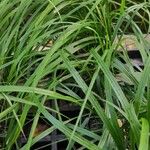 Calamagrostis arundinacea Libunga