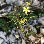 Lactuca muralis Flower