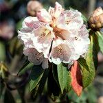 Rhododendron irroratum Цвят