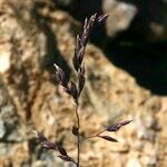 Poa cenisia Flors